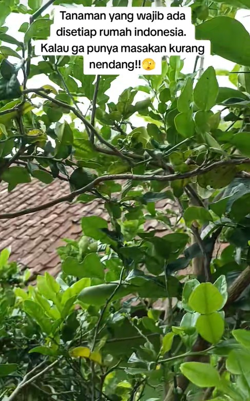 Ingin daun di pohon jeruk purut jadi lebat dan tak bolong? Kuncinya cuma disemprot 1 bahan dapur ini