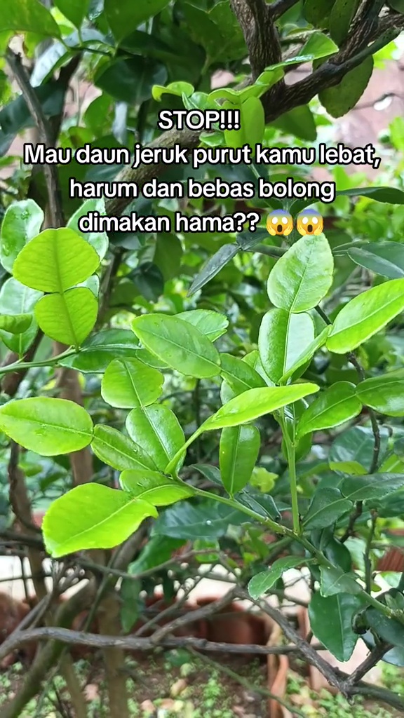 Ingin daun di pohon jeruk purut jadi lebat dan tak bolong? Kuncinya cuma disemprot 1 bahan dapur ini