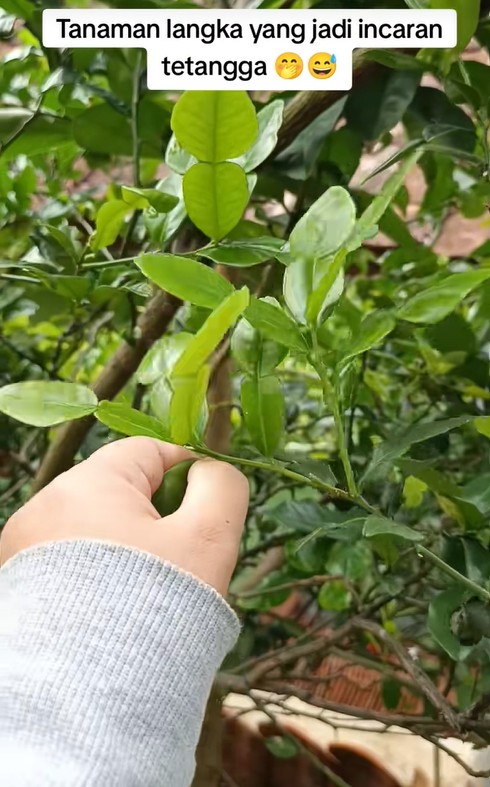 Ingin daun di pohon jeruk purut jadi lebat dan tak bolong? Kuncinya cuma disemprot 1 bahan dapur ini