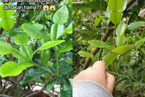 Ingin daun di pohon jeruk purut jadi lebat dan tak bolong? Kuncinya cuma disemprot 1 bahan dapur ini