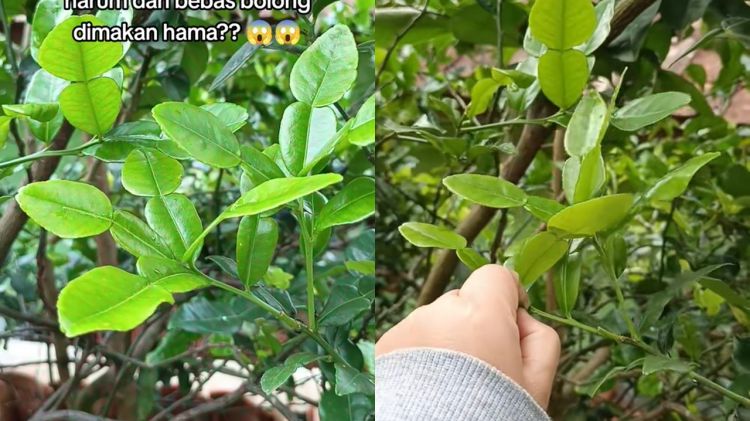 Ingin daun di pohon jeruk purut jadi lebat dan tak bolong? Kuncinya cuma disemprot 1 bahan dapur ini