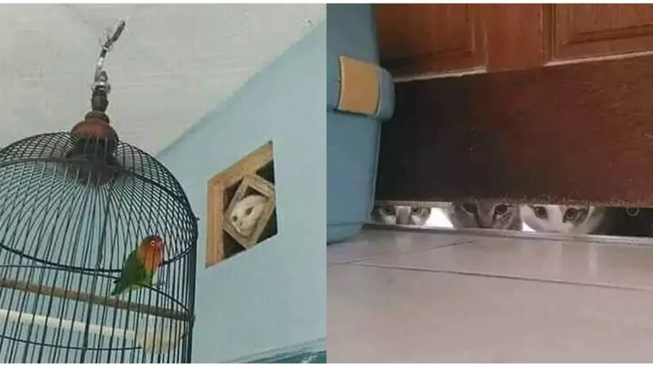 13 Momen hewan lagi ngintip ini bikin ngakak, ada yang polos banget sampai bikin merinding