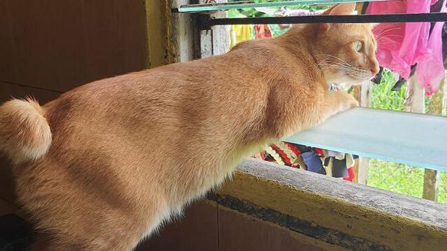 13 Momen hewan lagi ngintip ini bikin ngakak, ada yang polos banget sampai bikin merinding