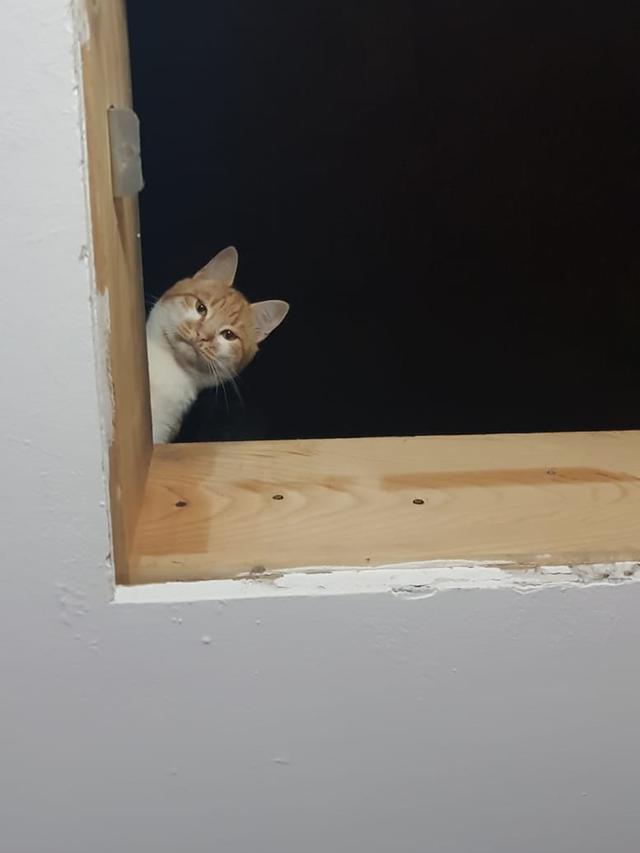 13 Momen hewan lagi ngintip ini bikin ngakak, ada yang polos banget sampai bikin merinding