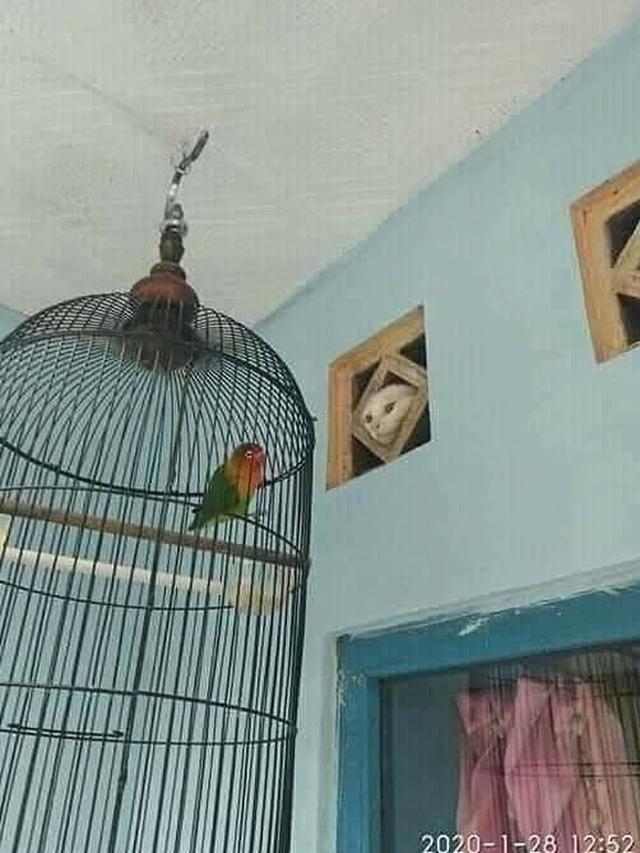 13 Momen hewan lagi ngintip ini bikin ngakak, ada yang polos banget sampai bikin merinding