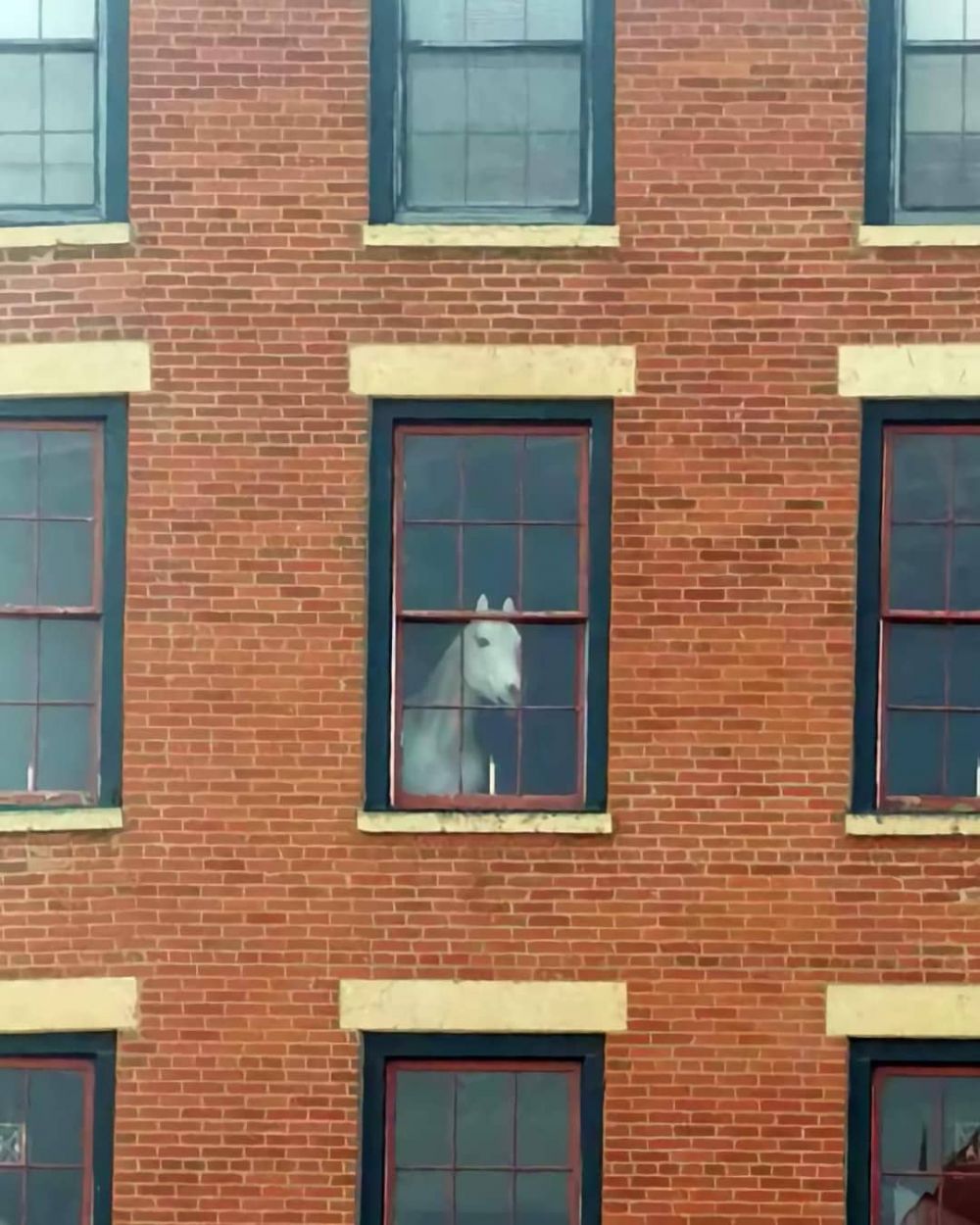 13 Momen hewan lagi ngintip ini bikin ngakak, ada yang polos banget sampai bikin merinding