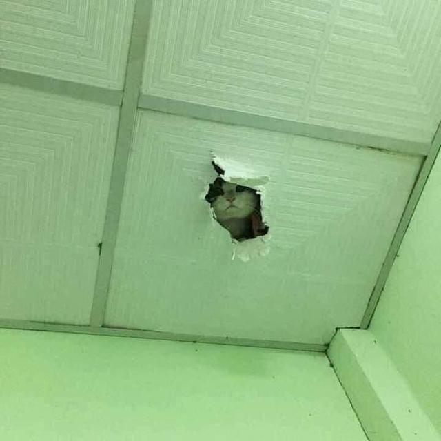 13 Momen hewan lagi ngintip ini bikin ngakak, ada yang polos banget sampai bikin merinding