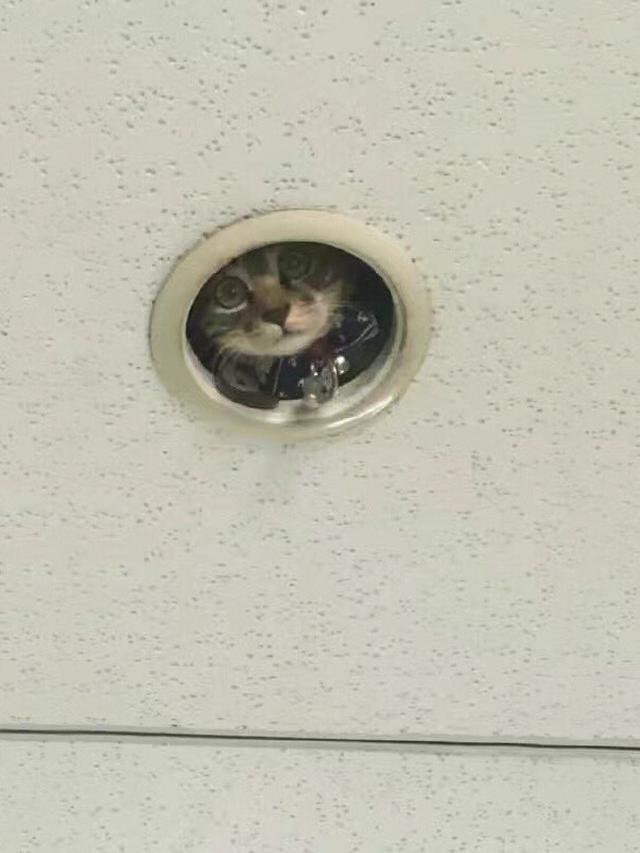 13 Momen hewan lagi ngintip ini bikin ngakak, ada yang polos banget sampai bikin merinding