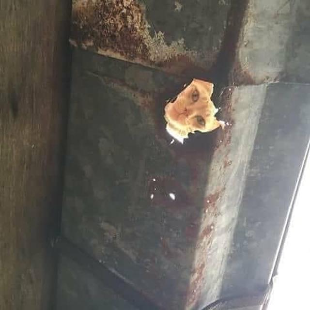 13 Momen hewan lagi ngintip ini bikin ngakak, ada yang polos banget sampai bikin merinding