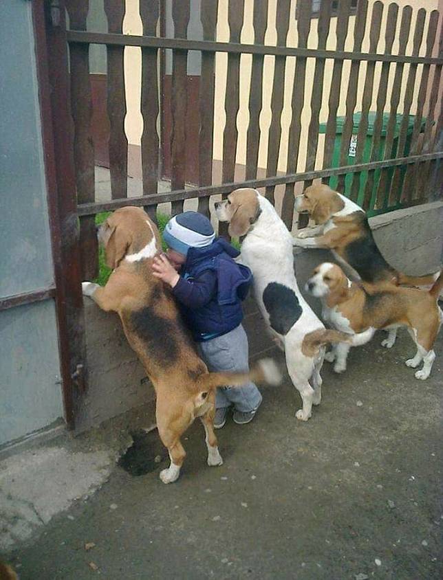 13 Momen hewan lagi ngintip ini bikin ngakak, ada yang polos banget sampai bikin merinding