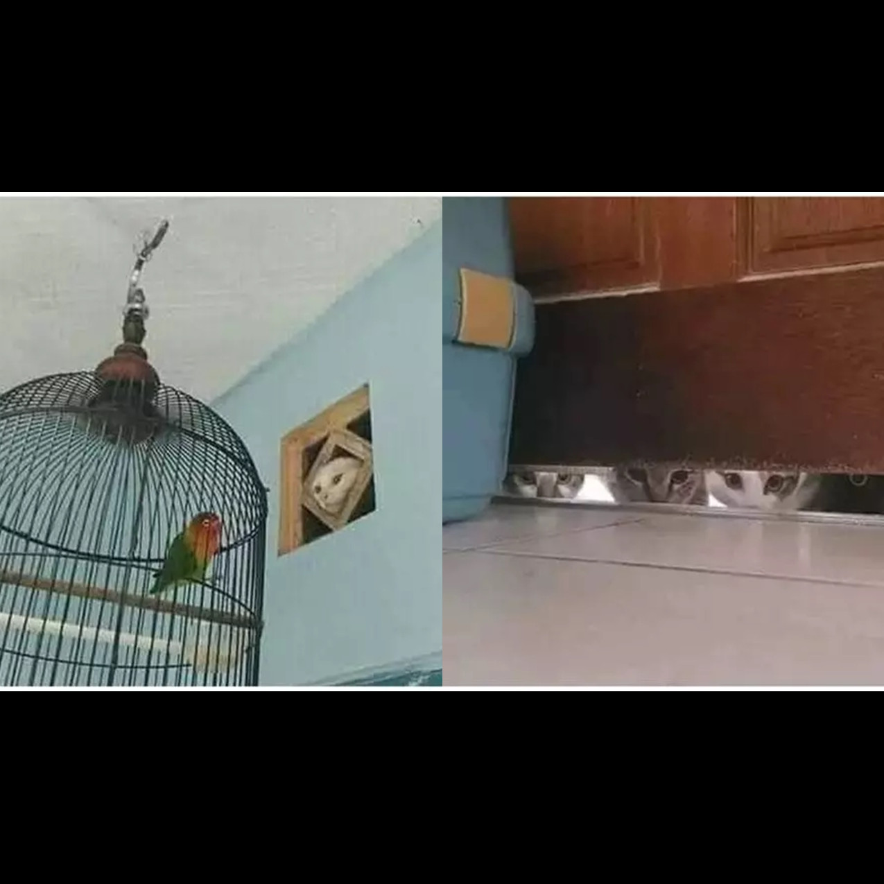 13 Momen hewan lagi ngintip ini bikin ngakak, ada yang polos banget sampai bikin merinding