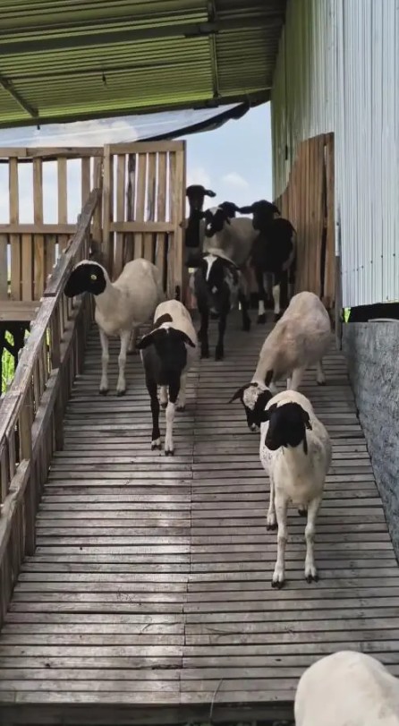 Berawal dari suka makan kambing, Ditto dan Ayudia kini punya peternakan di Klaten, ini 9 potretnya