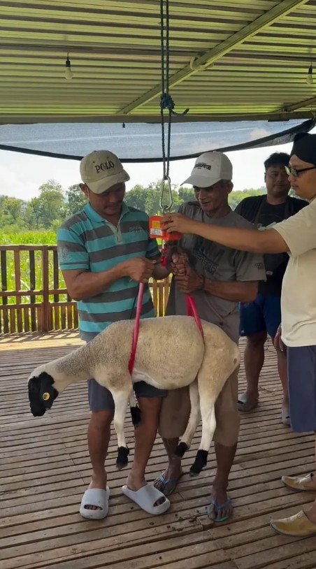 Berawal dari suka makan kambing, Ditto dan Ayudia kini punya peternakan di Klaten, ini 9 potretnya