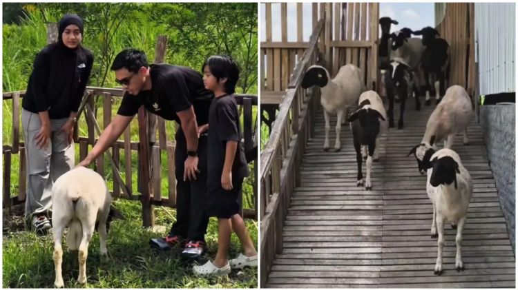 Berawal dari suka makan kambing, Ditto dan Ayudia kini punya peternakan di Klaten, ini 9 potretnya