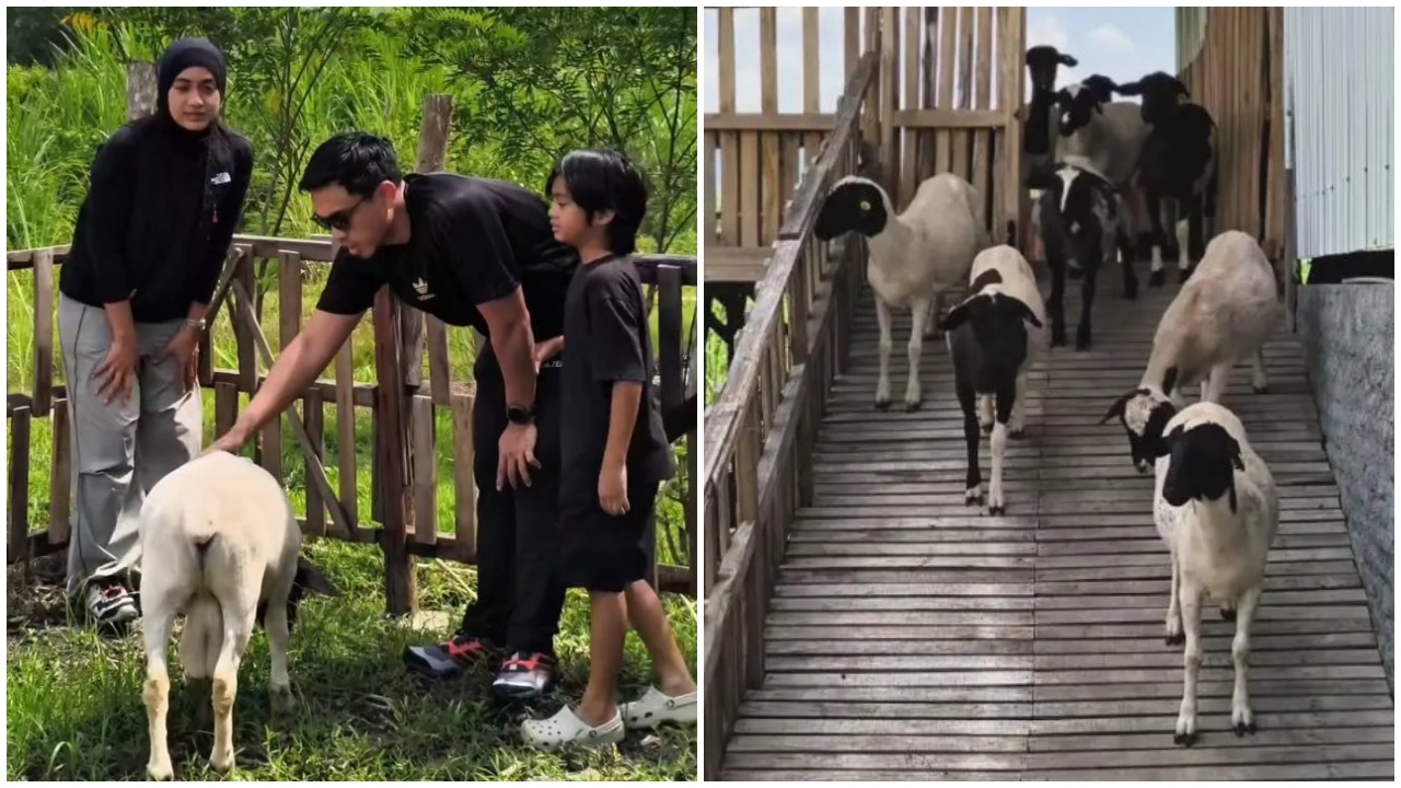 Berawal dari suka makan kambing, Ditto dan Ayudia kini punya peternakan di Klaten, ini 9 potretnya
