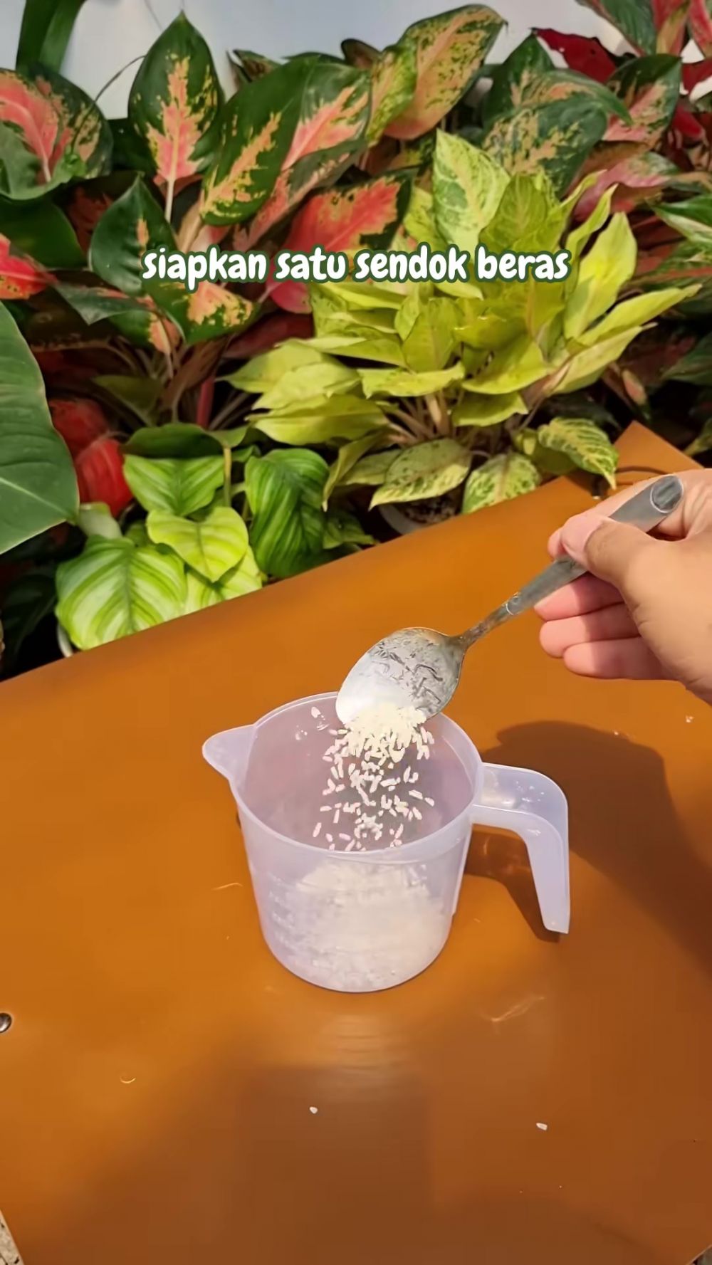 Tanamanmu hampir mati dan daunnya menguning? Segera semprot campuran 3 bahan dapur ini agar subur lagi