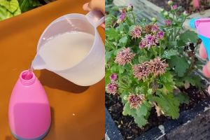 Tanamanmu hampir mati dan daunnya menguning? Segera semprot campuran 3 bahan dapur ini agar subur lagi