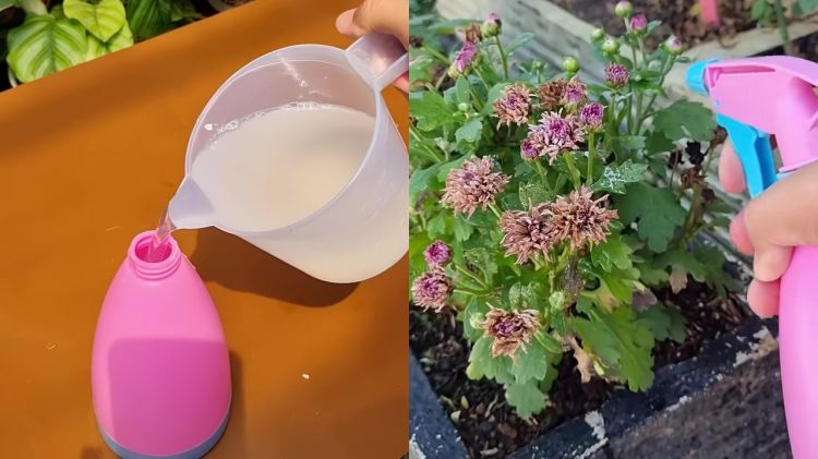 Tanamanmu hampir mati dan daunnya menguning? Segera semprot campuran 3 bahan dapur ini agar subur lagi