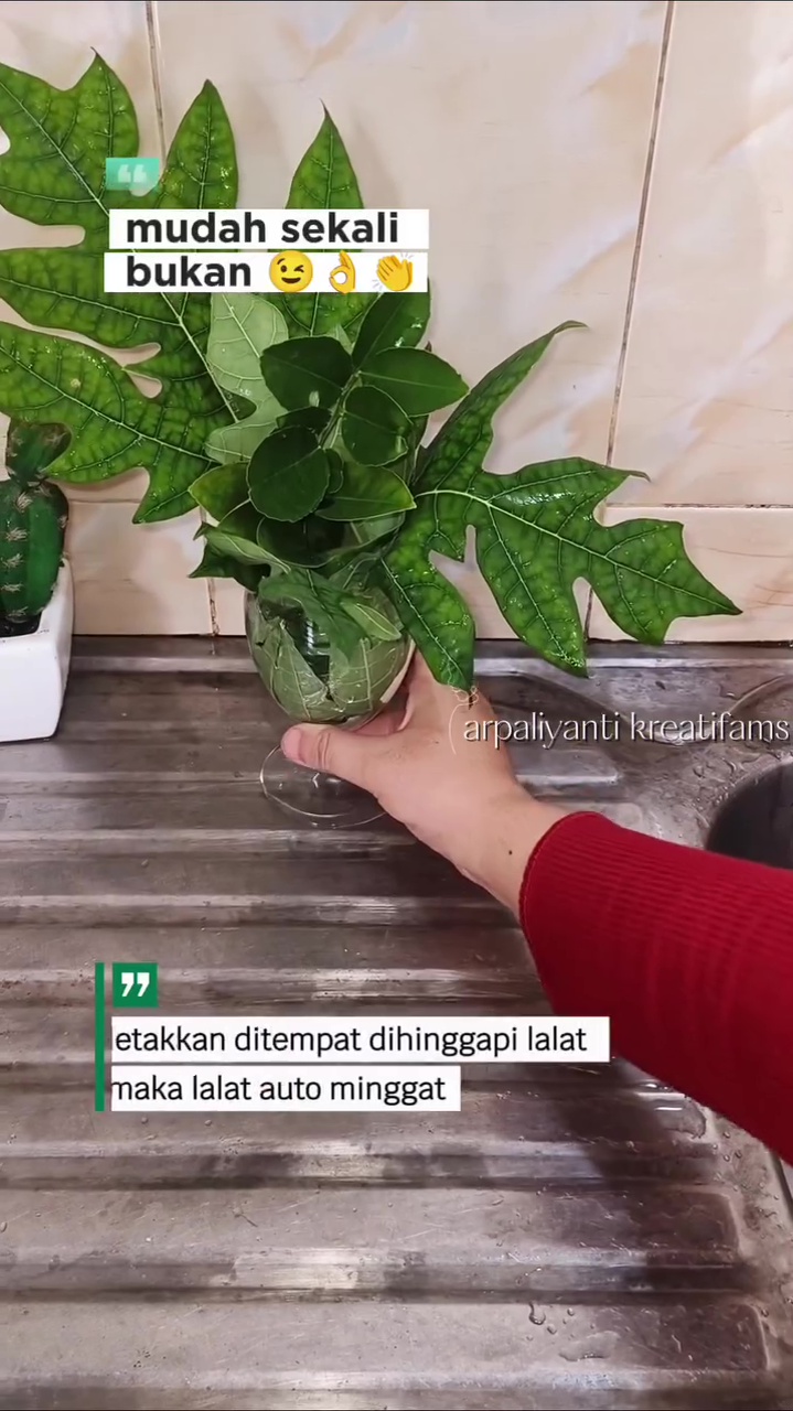 Dapat trik dari penjual ikan, wanita ini bagikan hacks usir lalat di meja makan pakai bahan dapur