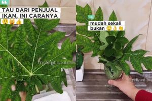 Dapat trik dari penjual ikan, wanita ini bagikan hacks usir lalat di meja makan pakai bahan dapur