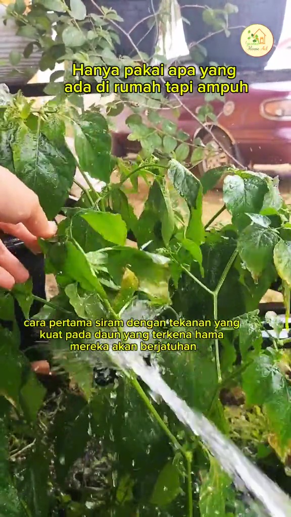 Tanaman cabai dipenuhi hama trips putih? Segera basmi dengan larutan bahan dapur ini