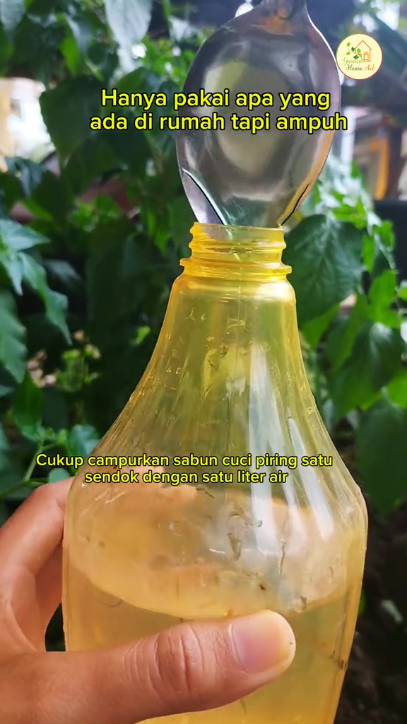 Tanaman cabai dipenuhi hama trips putih? Segera basmi dengan larutan bahan dapur ini