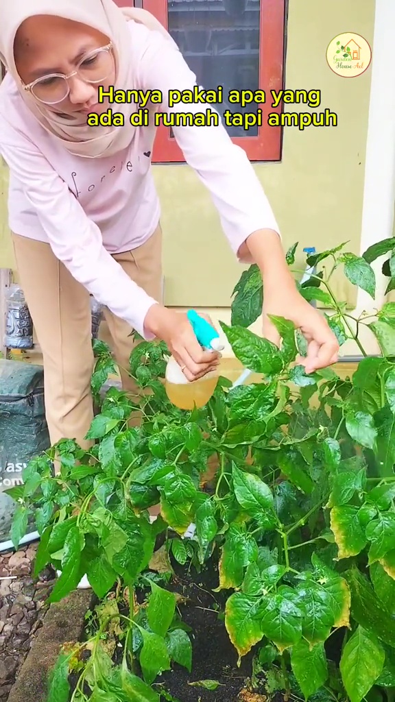 Tanaman cabai dipenuhi hama trips putih? Segera basmi dengan larutan bahan dapur ini