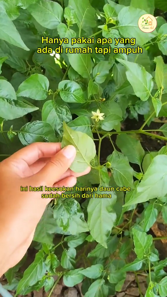 Tanaman cabai dipenuhi hama trips putih? Segera basmi dengan larutan bahan dapur ini