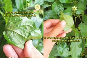Tanaman cabai dipenuhi hama trips putih? Segera basmi dengan larutan bahan dapur ini