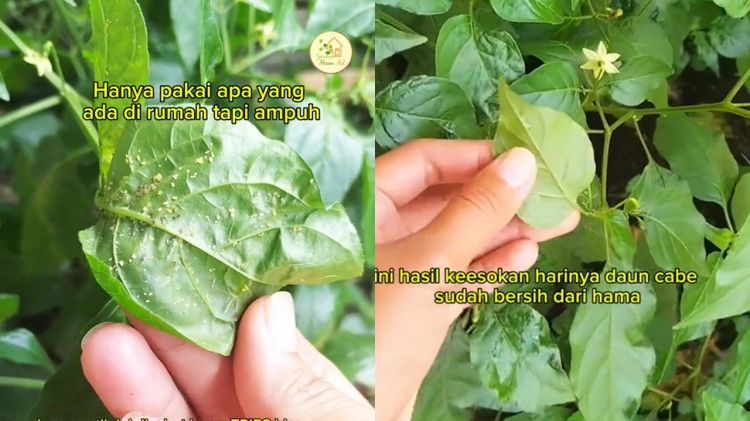 Tanaman cabai dipenuhi hama trips putih? Segera basmi dengan larutan bahan dapur ini