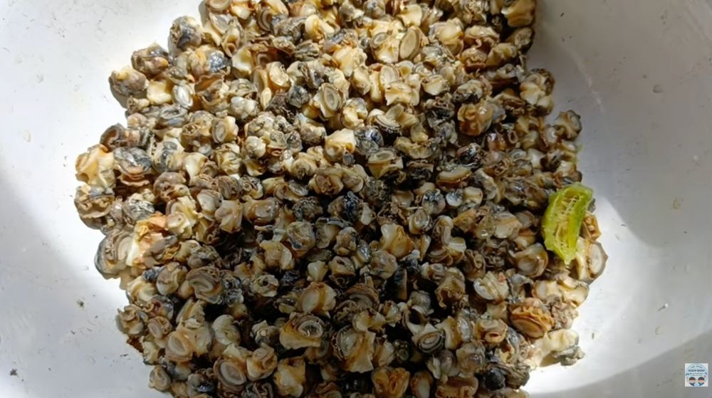 Cara membersihkan keong sawah agar bebas pasir dan bau amis, tanpa pakai wasabi