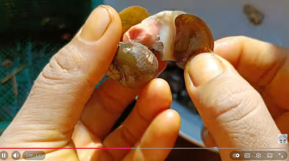 Cara membersihkan keong sawah agar bebas pasir dan bau amis, tanpa pakai wasabi