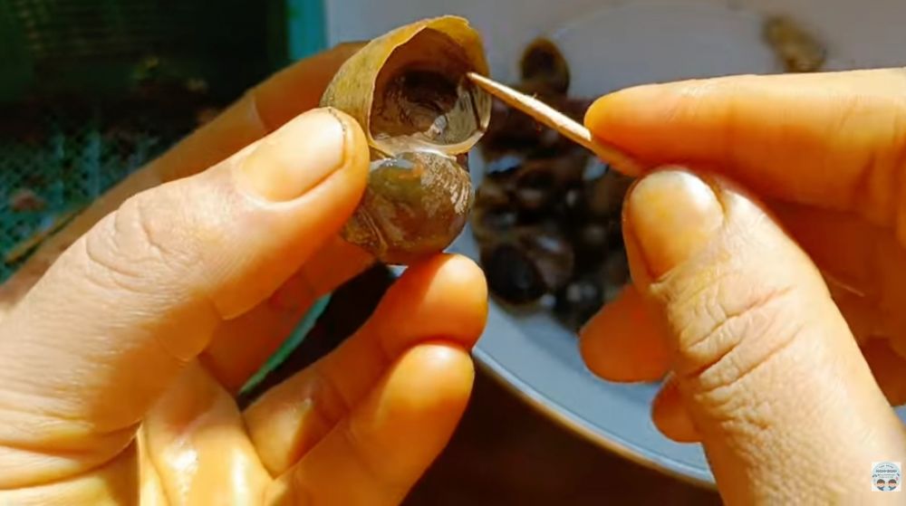 Cara membersihkan keong sawah agar bebas pasir dan bau amis, tanpa pakai wasabi