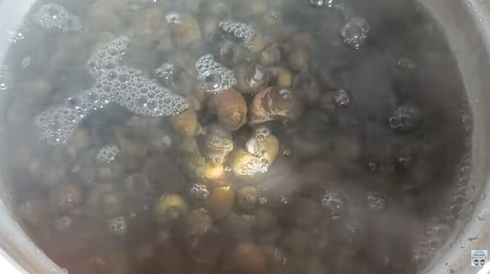 Cara membersihkan keong sawah agar bebas pasir dan bau amis, tanpa pakai wasabi