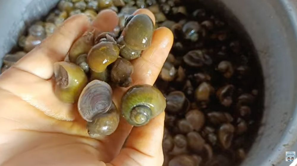 Cara membersihkan keong sawah agar bebas pasir dan bau amis, tanpa pakai wasabi