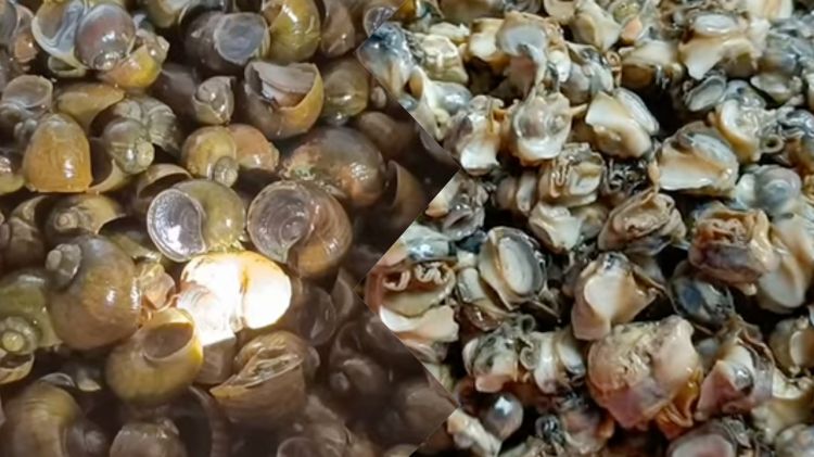 Cara membersihkan keong sawah agar bebas pasir dan bau amis, tanpa pakai wasabi