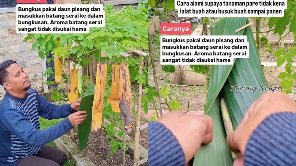 Hanya pakai serai dan daun pisang, begini cara lindungi pare dari hama lalat buah sampai panen