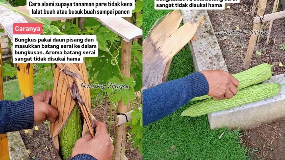 Hanya pakai serai dan daun pisang, begini cara lindungi pare dari hama lalat buah sampai panen