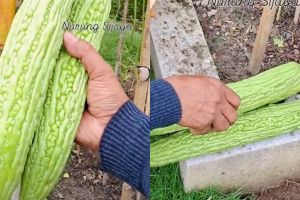Hanya pakai serai dan daun pisang, begini cara lindungi pare dari hama lalat buah sampai panen