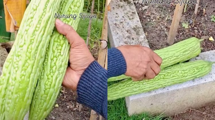 Hanya pakai serai dan daun pisang, begini cara lindungi pare dari hama lalat buah sampai panen
