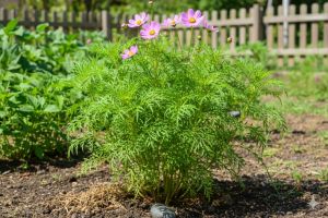 Cara stek batang kenikir agar cepat tumbuh lebat untuk pemula
