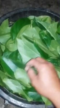Hanya pakai jeruk nipis, begini cara mengolah daun cincau agar tidak bau daun