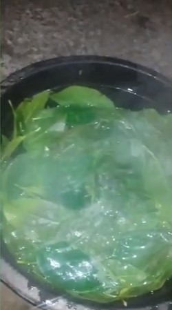 Hanya pakai jeruk nipis, begini cara mengolah daun cincau agar tidak bau daun