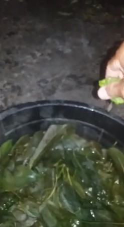 Hanya pakai jeruk nipis, begini cara mengolah daun cincau agar tidak bau daun