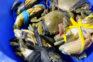 Cara membersihkan kepiting tanpa air panas, teknik cepat dan higienis