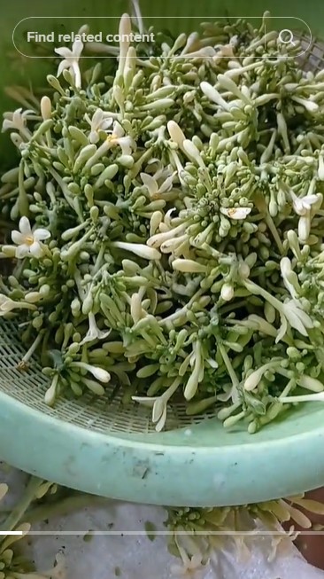 Cara ampuh hilangkan pahit bunga pepaya tanpa garam, cukup pakai 1 daun ini