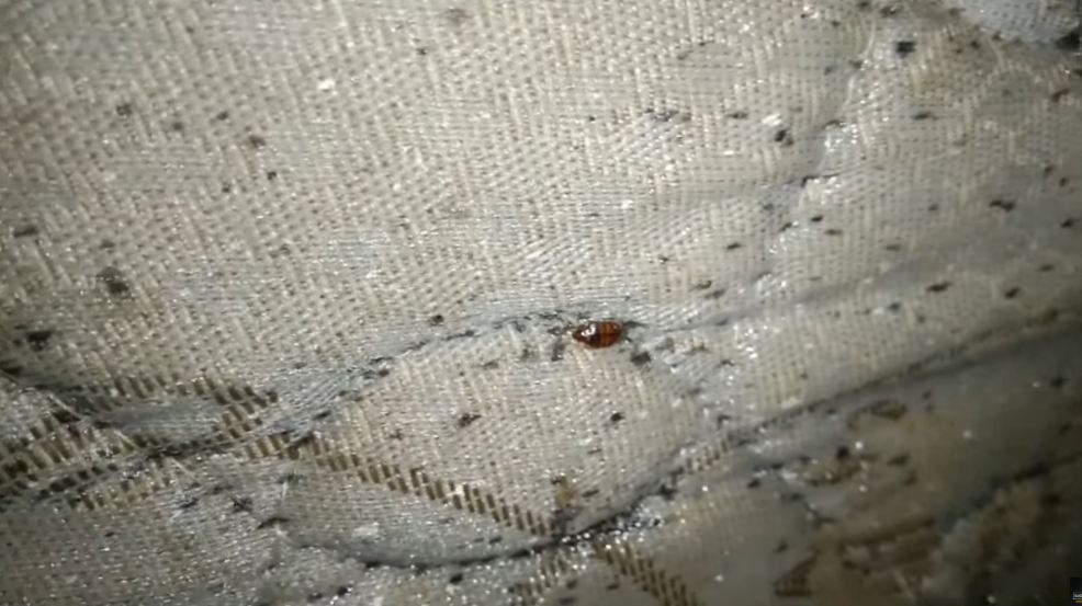 Basmi kutu kasur sampai tuntas, cukup semprot 2 bahan dapur tanpa jemur