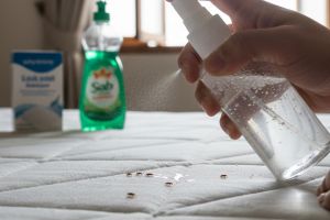 Basmi kutu kasur sampai tuntas, cukup semprot 2 bahan dapur tanpa jemur