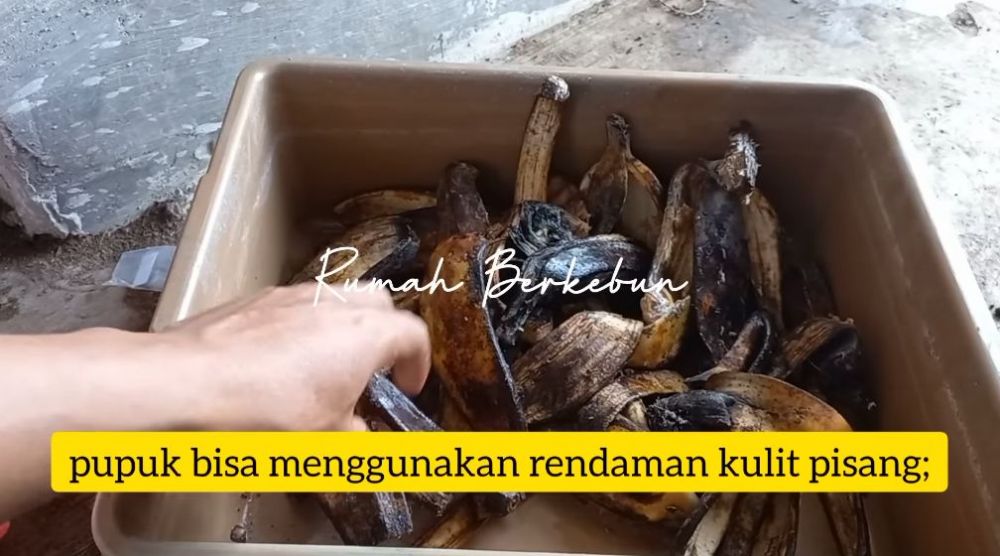 Rahasia pupuk organik kulit pisang agar tanaman cabai berbuah melimpah