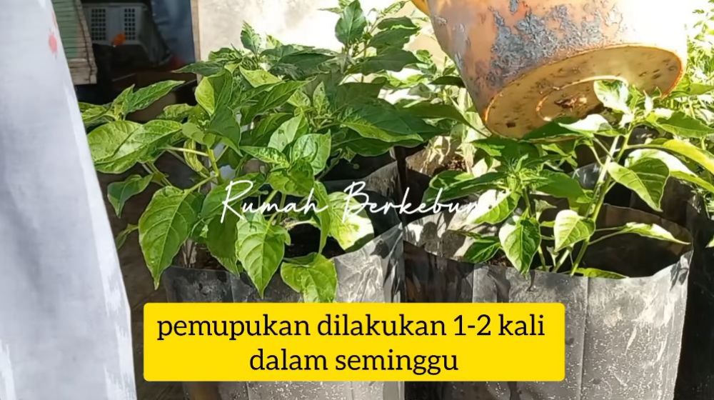 Rahasia pupuk organik kulit pisang agar tanaman cabai berbuah melimpah